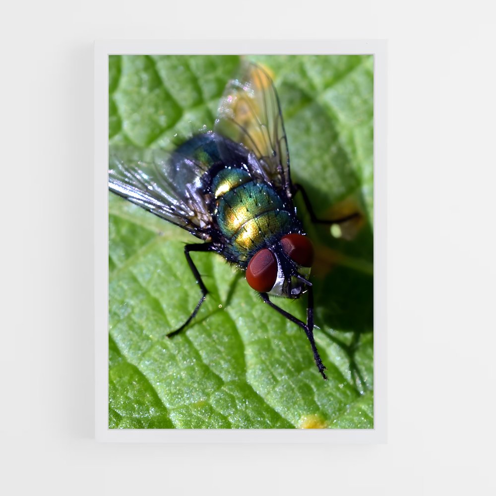 ap-fly-4 cadre Blanc
