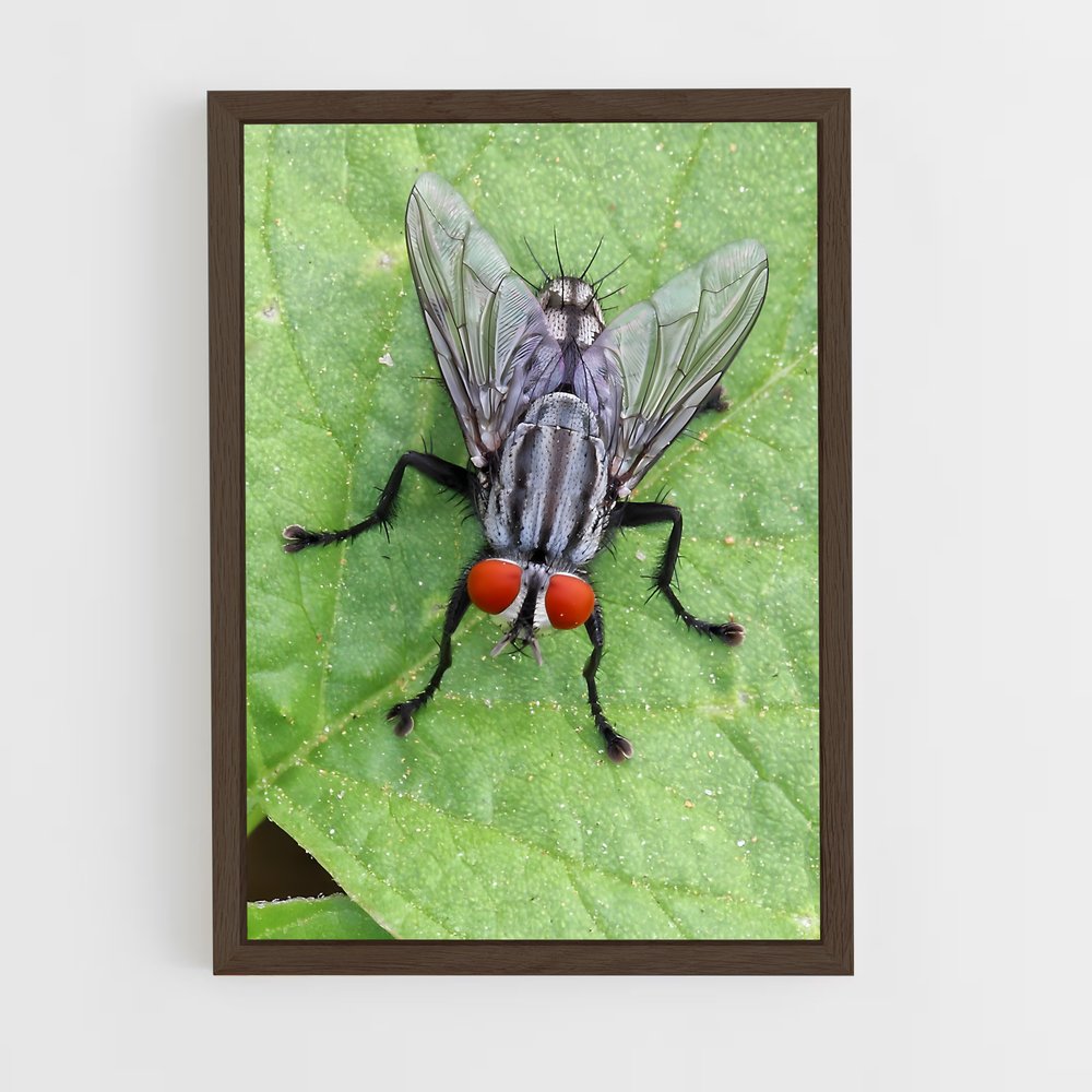 ap-fly-5 cadre Bois foncé