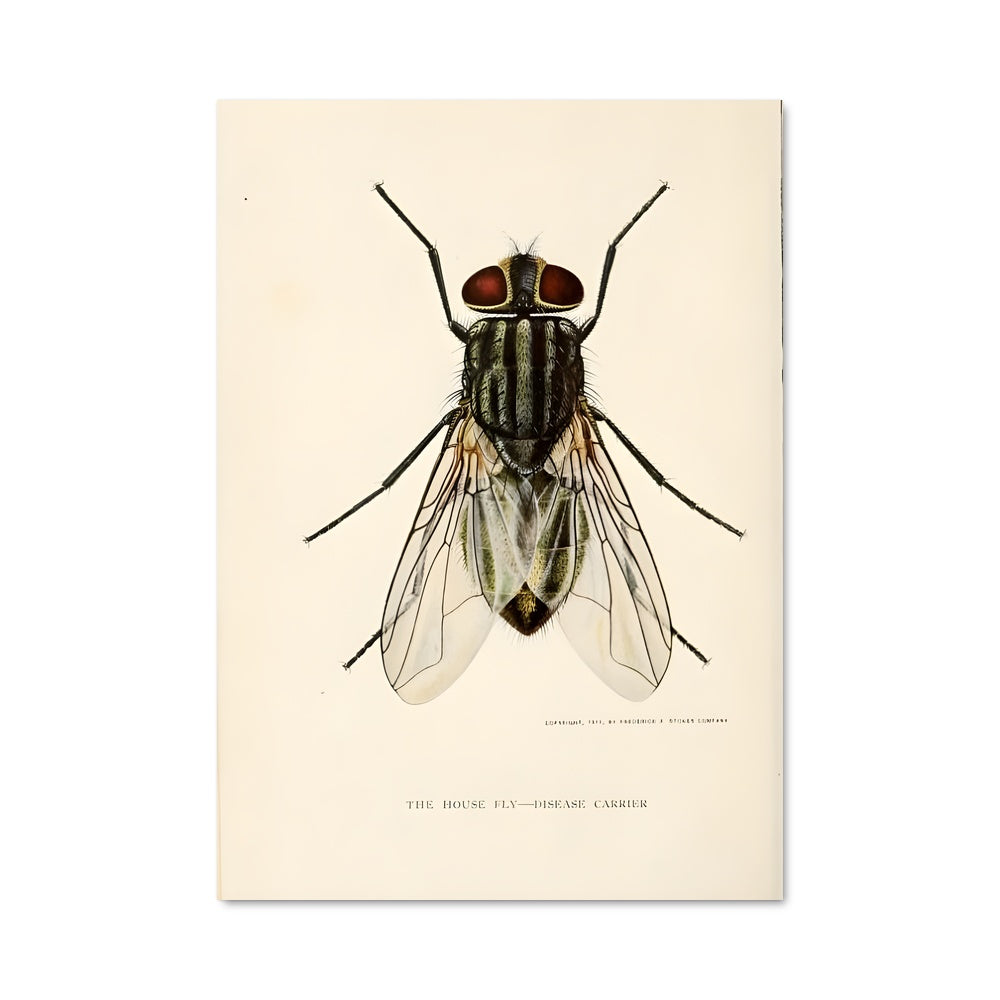 Poster Œil de Mouche
