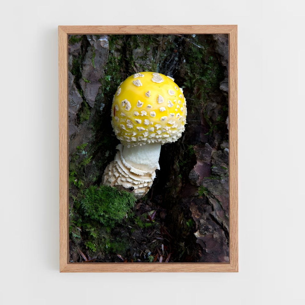 ap-fly agaric-11 cadre Bois clair