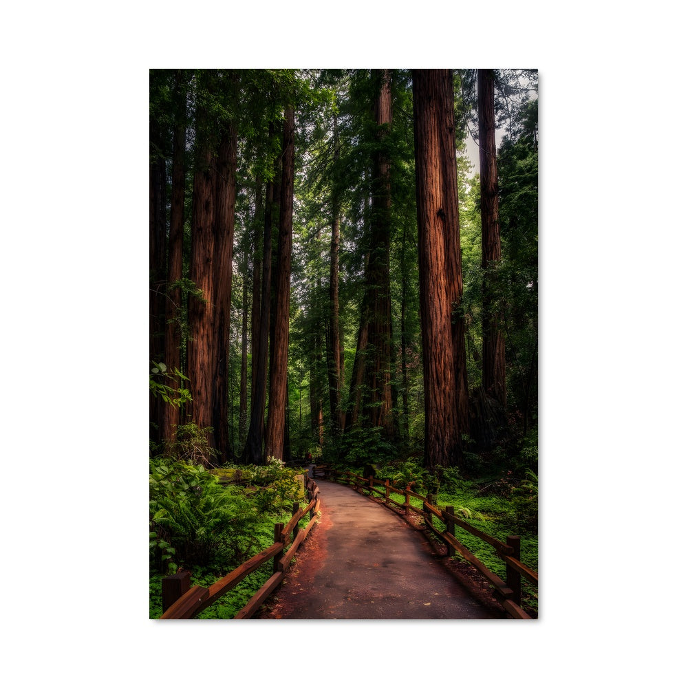 Poster Sentier des Séquoias