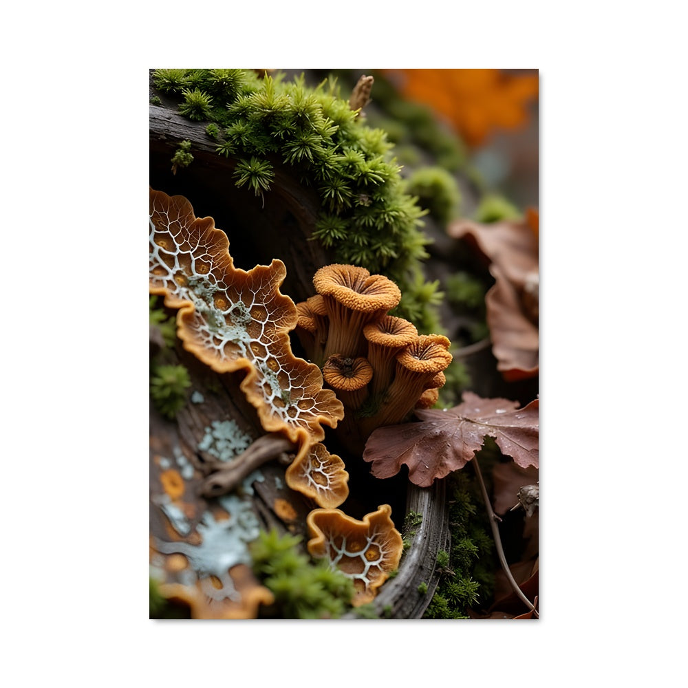 Poster Mystère Fongique