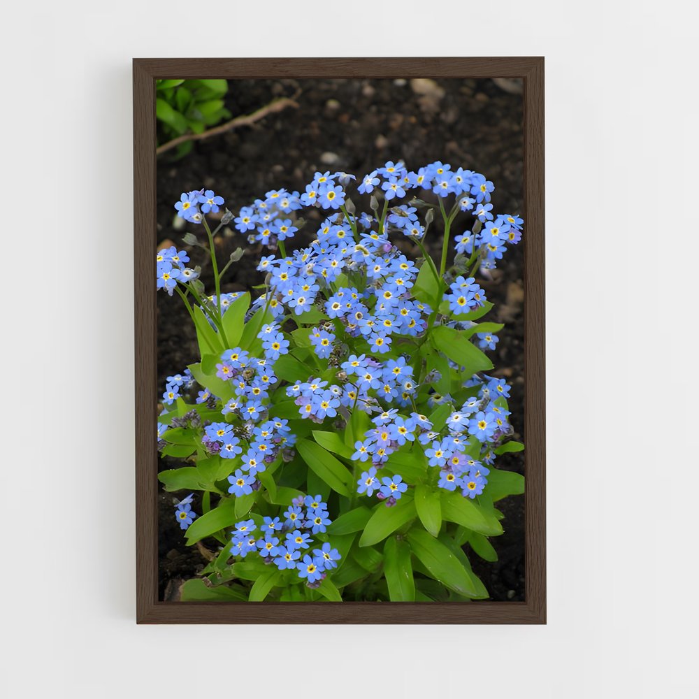ap-forget-me-not-3 cadre Bois foncé