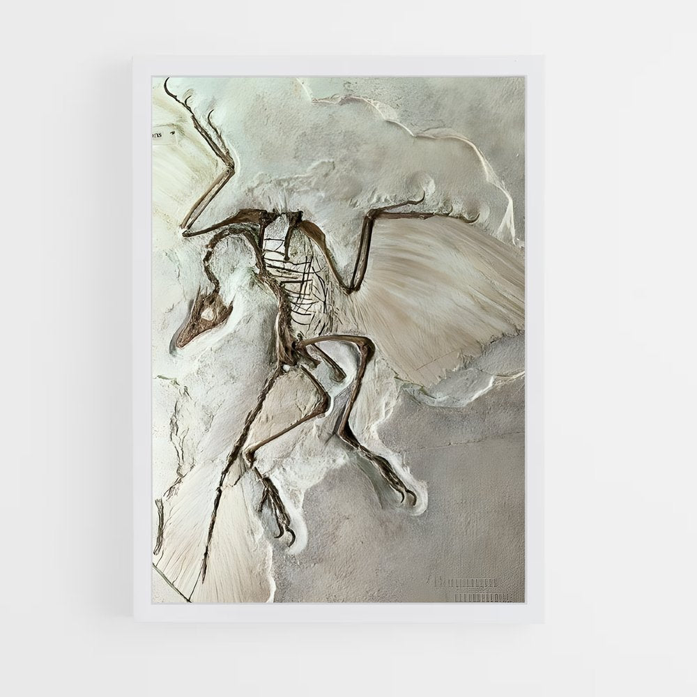 ap-fossils-2 cadre Blanc