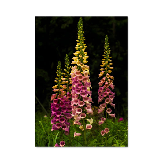 Poster Fleurs Sauvages