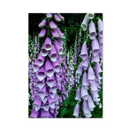 Poster L'Envol du Renard