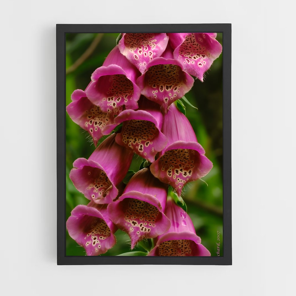 ap-foxglove-8 cadre Noir