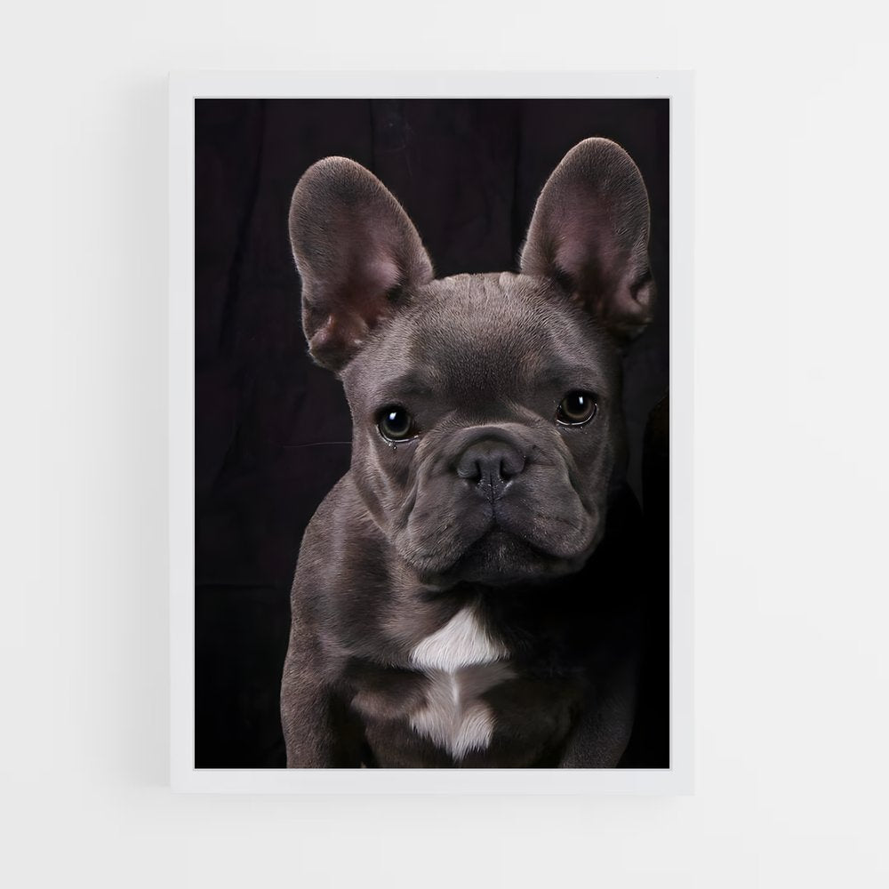 ap-french bulldog-3 cadre Blanc