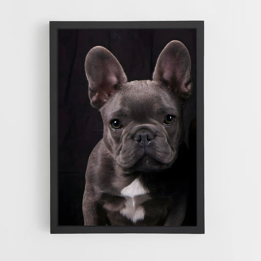 ap-french bulldog-3 cadre Noir
