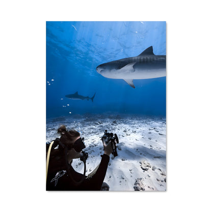 Poster Shark Snapper