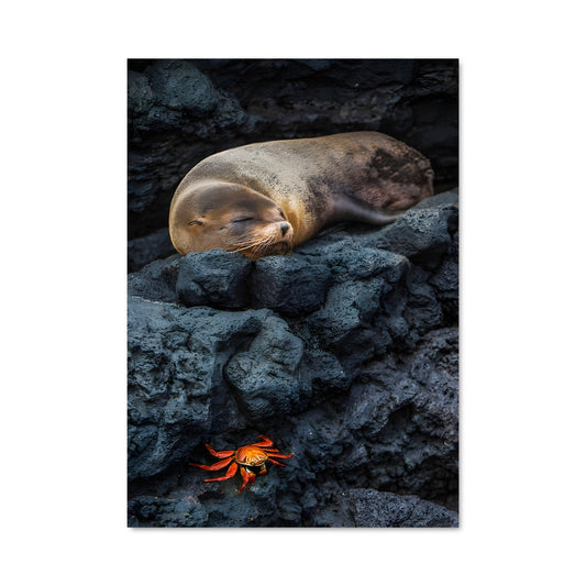 Poster Le Sélachimorphe des Galápagos