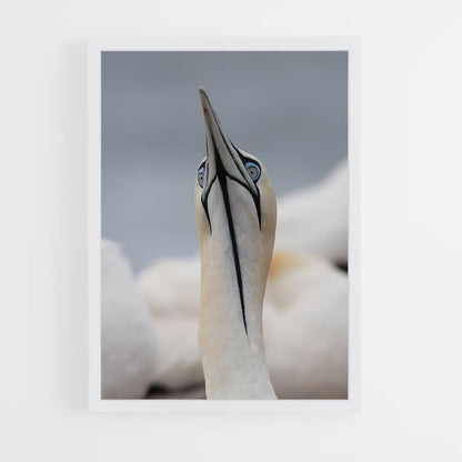 ap-gannet-10 cadre Blanc