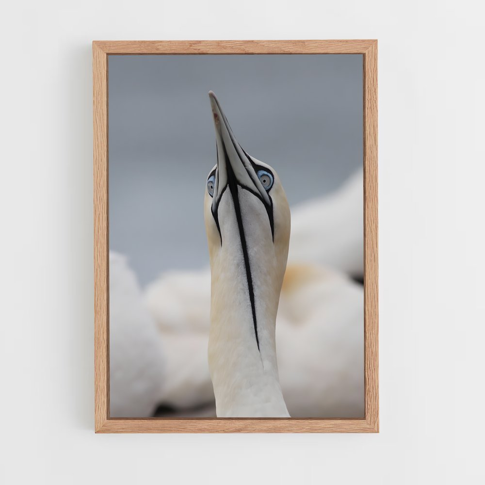 ap-gannet-10 cadre Bois clair