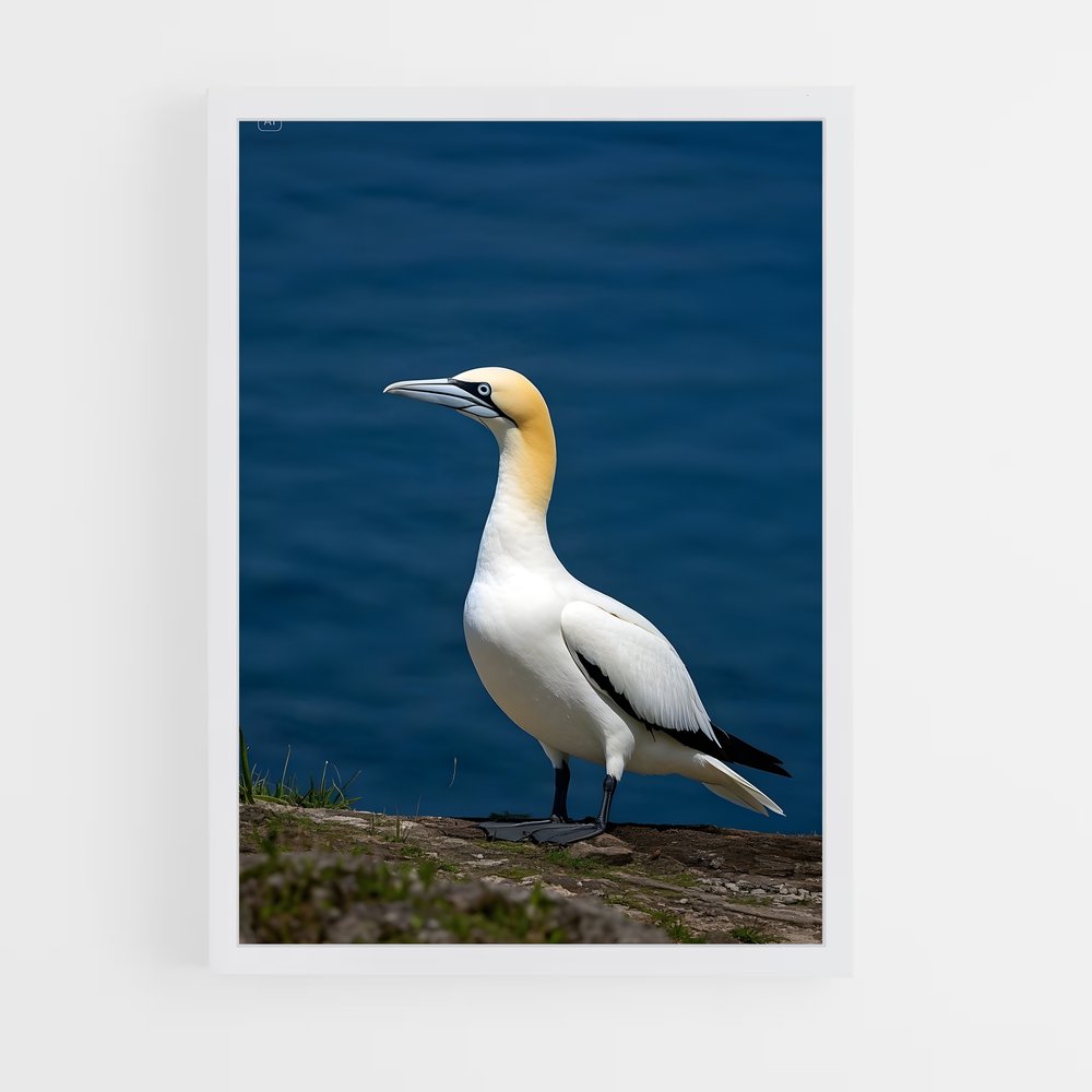 ap-gannet-5 cadre Blanc