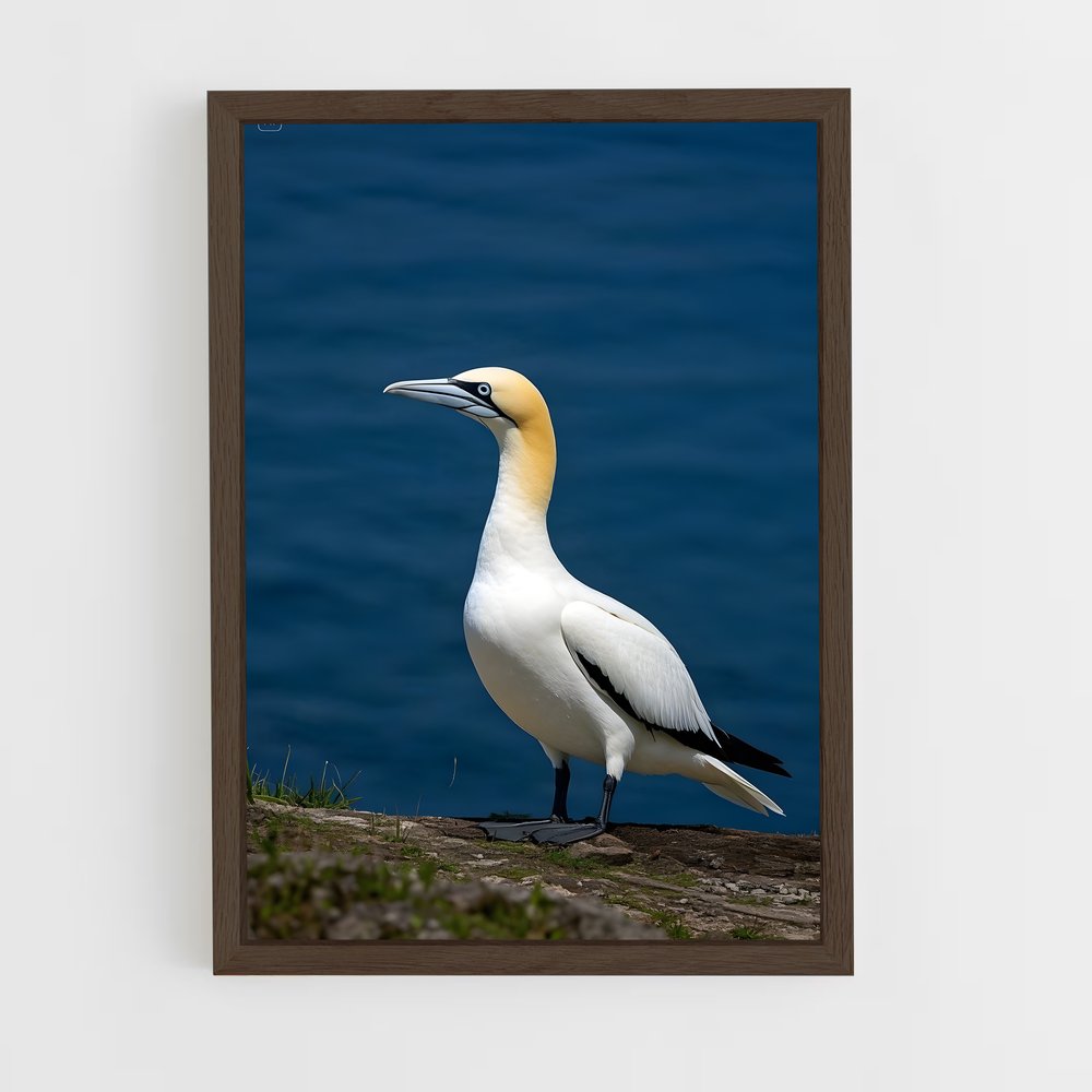 ap-gannet-5 cadre Bois foncé