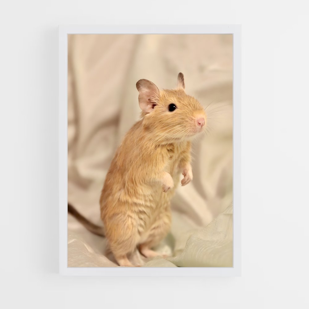 ap-gerbil-2 cadre Blanc