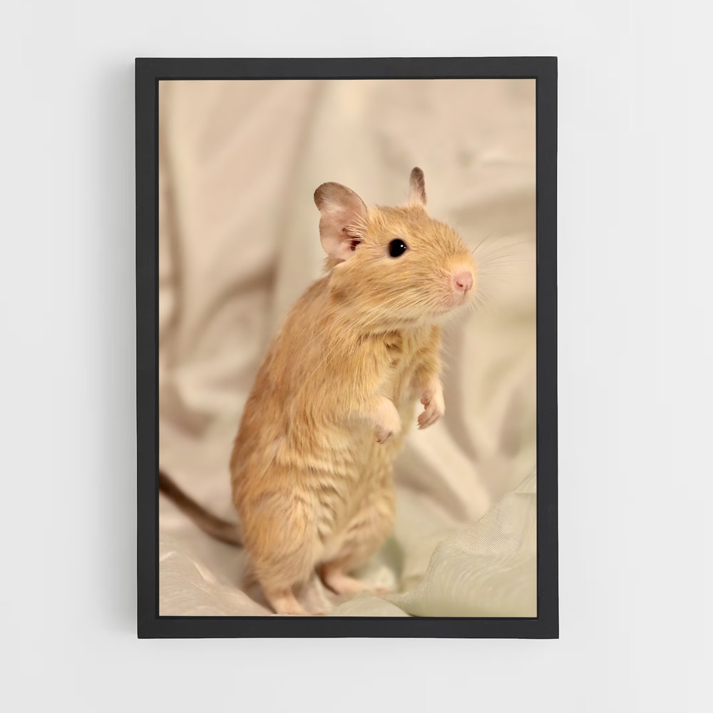 ap-gerbil-2 cadre Noir