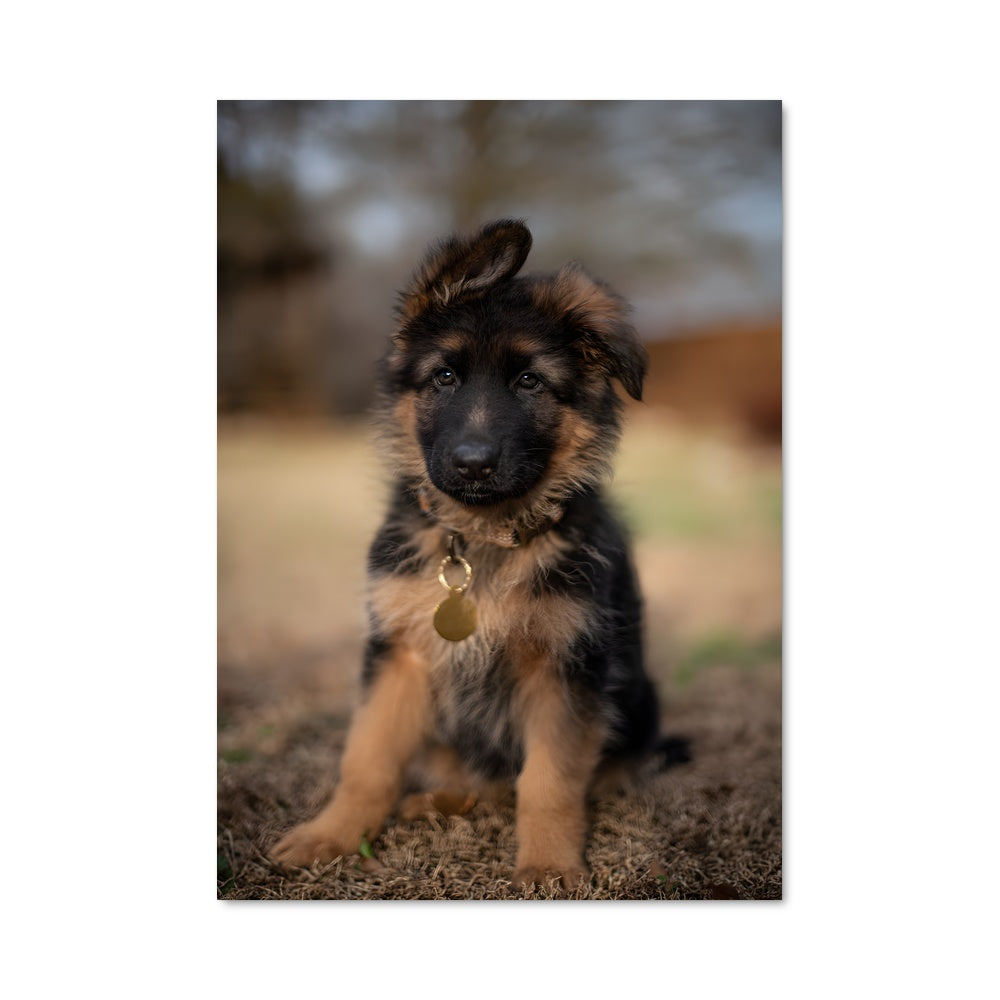 Poster Chiot Charmeur