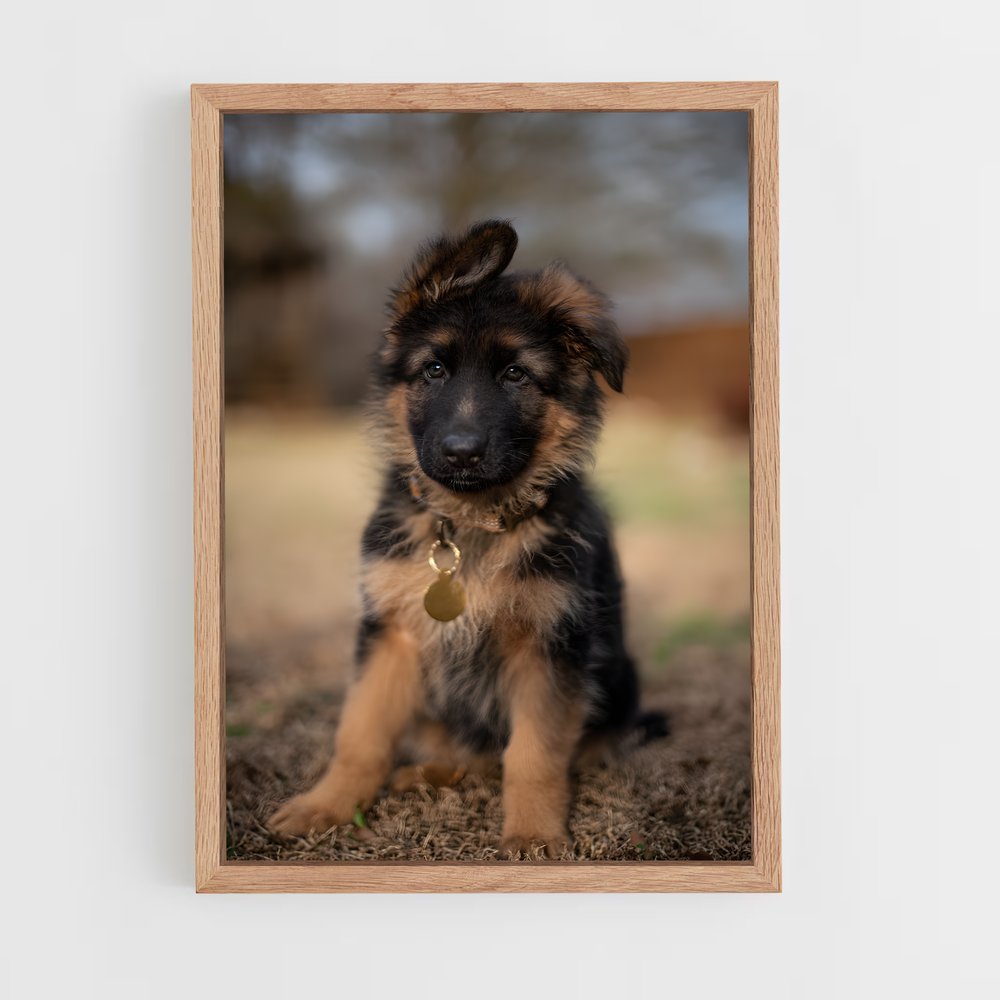 ap-german shepherd-4 cadre Bois clair