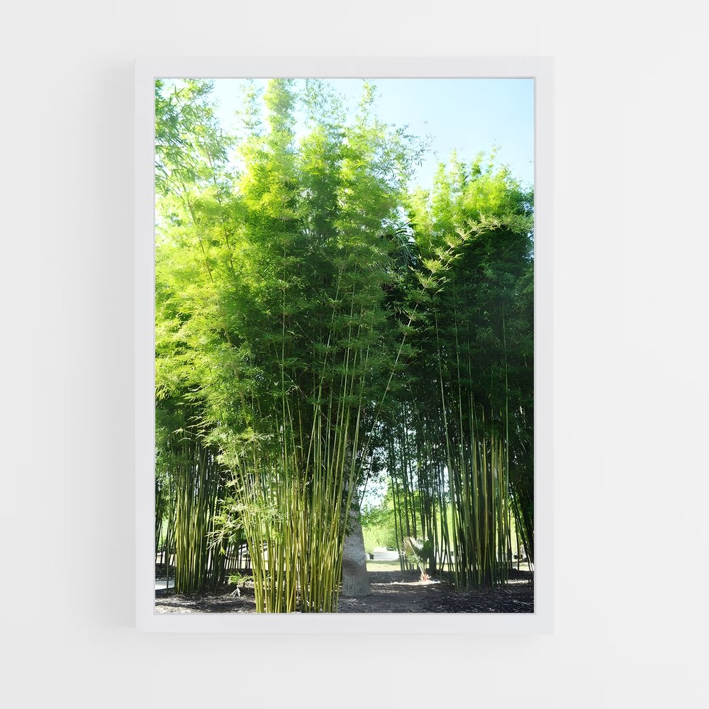 ap-giant bamboo-5 cadre Blanc