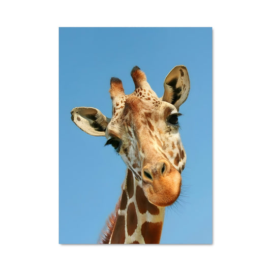 Poster Giraffe Étoilée