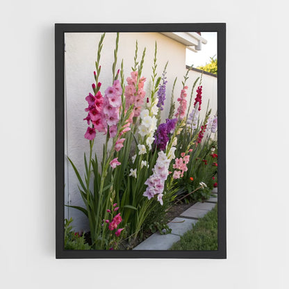 ap-gladiolus-10 cadre Noir