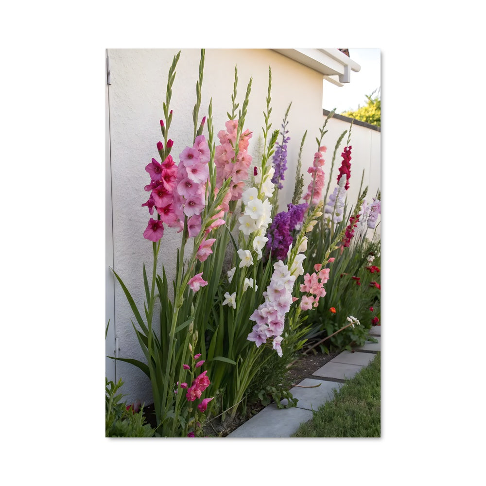 Poster Éclats de Gladioles