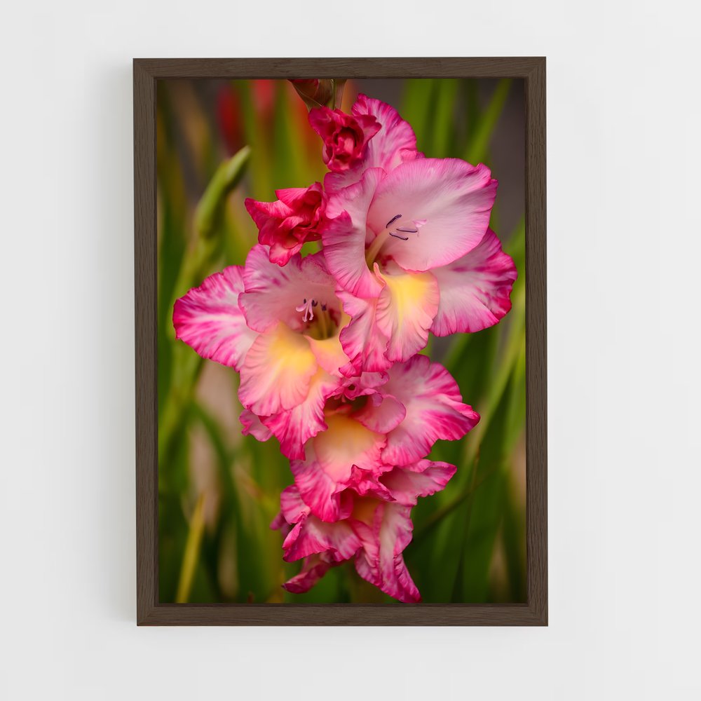 ap-gladiolus-14 cadre Bois foncé