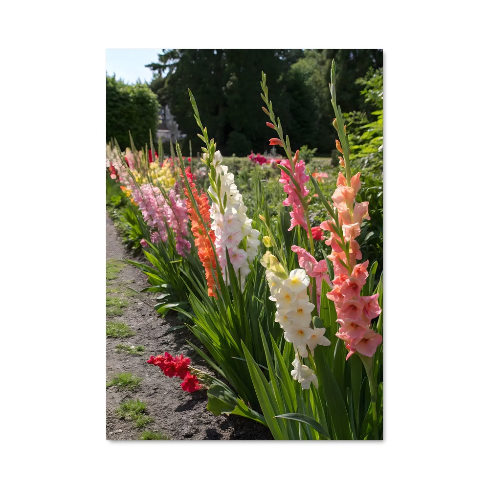 Poster Jardin de Glaïeuls