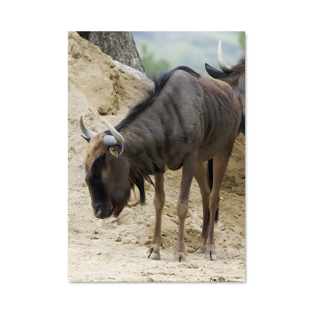 Poster L'Esprit du Gnou