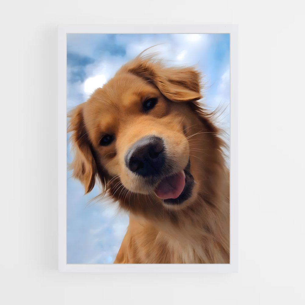 ap-golden retriever-2 cadre Blanc