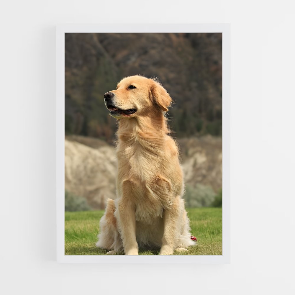 ap-golden retriever-4 cadre Blanc