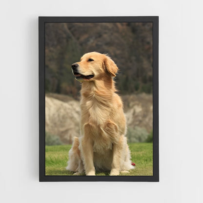 ap-golden retriever-4 cadre Noir