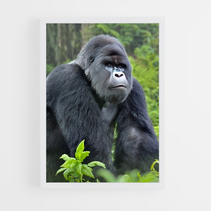 ap-gorilla-3 cadre Blanc