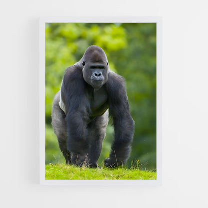 ap-gorilla-4 cadre Blanc
