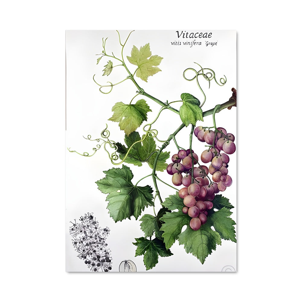 Poster Vigne de Lumière