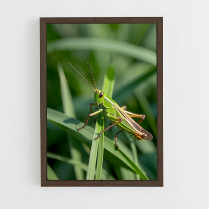 ap-grasshopper-1 cadre Bois foncé