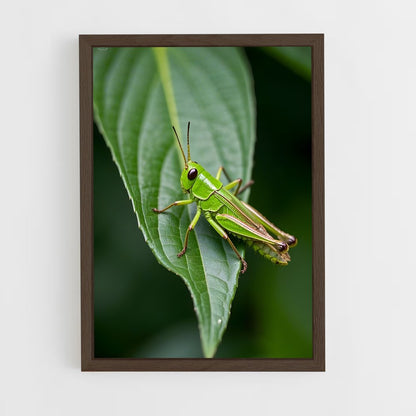 ap-grasshopper-2 cadre Bois foncé