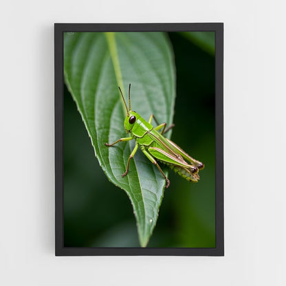ap-grasshopper-2 cadre Noir