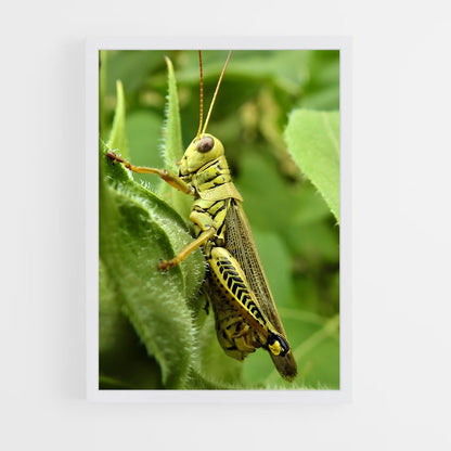 ap-grasshopper-3 cadre Blanc