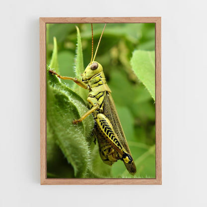ap-grasshopper-3 cadre Bois clair