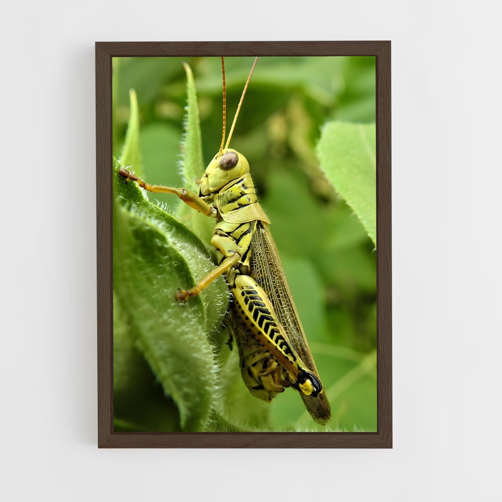ap-grasshopper-3 cadre Bois foncé