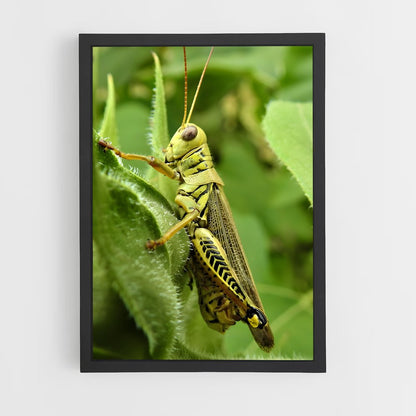 ap-grasshopper-3 cadre Noir