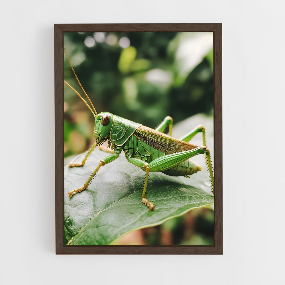 ap-grasshopper-4 cadre Bois foncé