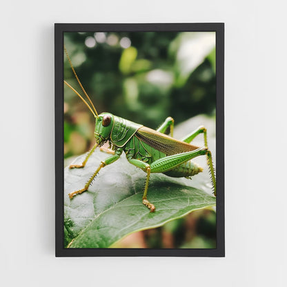 ap-grasshopper-4 cadre Noir