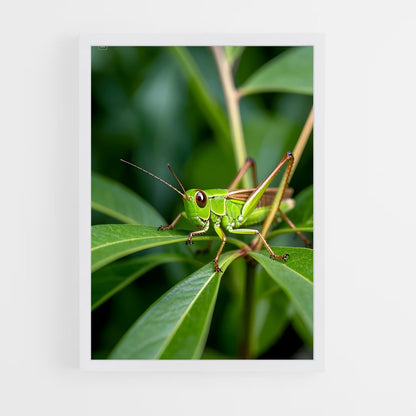 ap-grasshopper-5 cadre Blanc