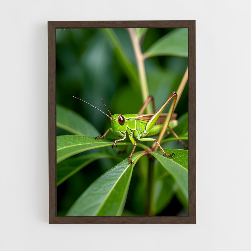 ap-grasshopper-5 cadre Bois foncé