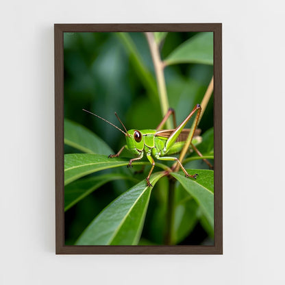 ap-grasshopper-5 cadre Bois foncé