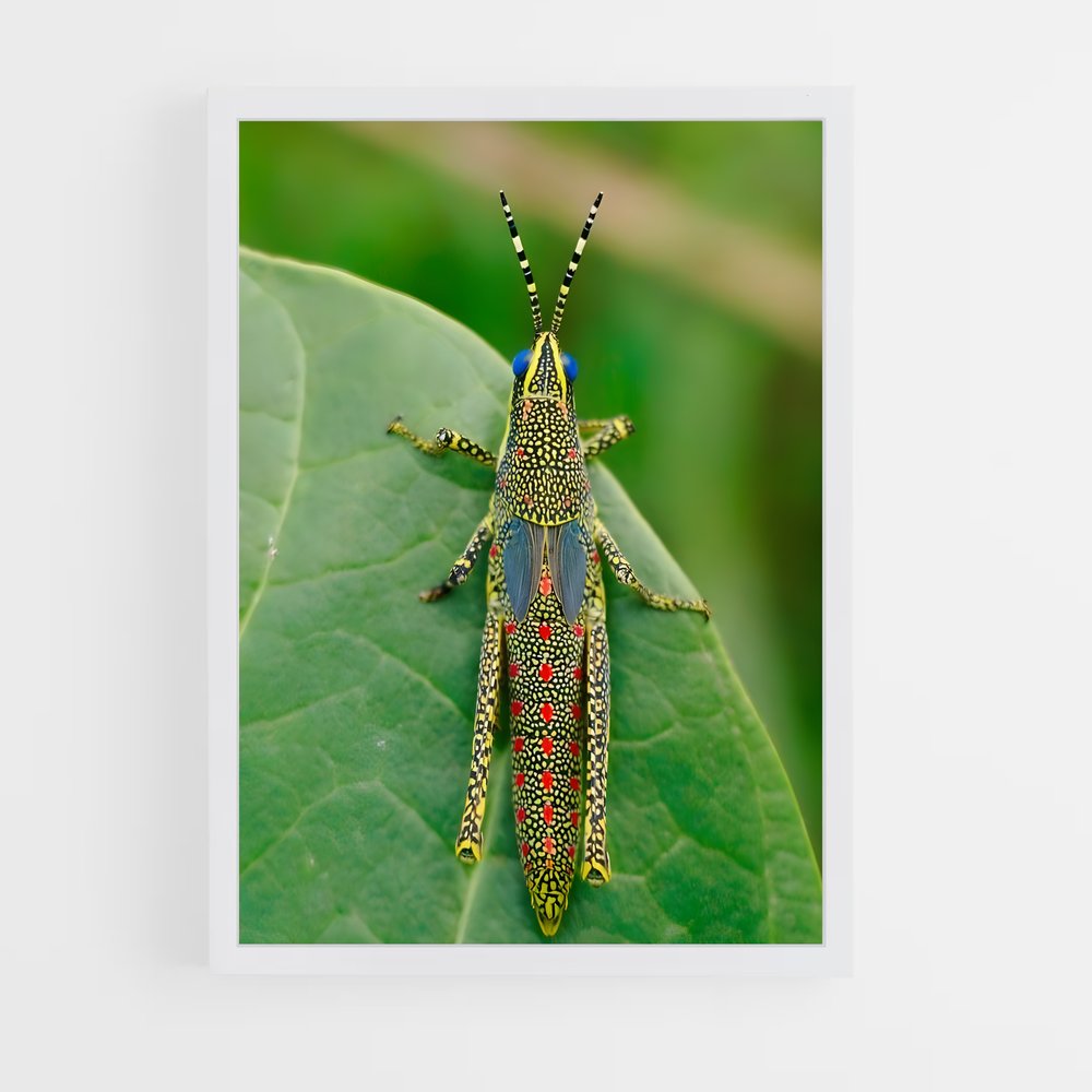 ap-grasshopper-6 cadre Blanc