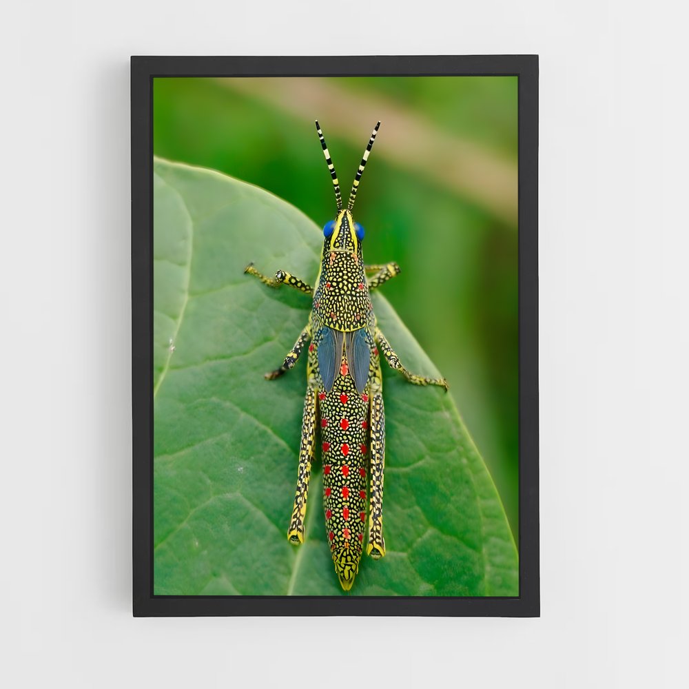 ap-grasshopper-6 cadre Noir
